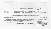 Psilocybe californica image